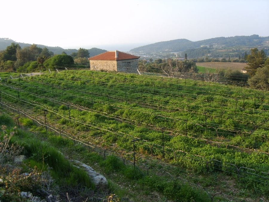 rows of vines in the background of blue sky and Vakakis Winery